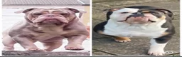 Dorset Olde Tyme Bulldogge dogs for sale: Beautiful true to the breed amazing quality🦍 in Treorchy - Advert 18