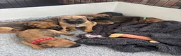 Border Terrier dogs for sale: KC Border Terrier Puppies - Advert 2