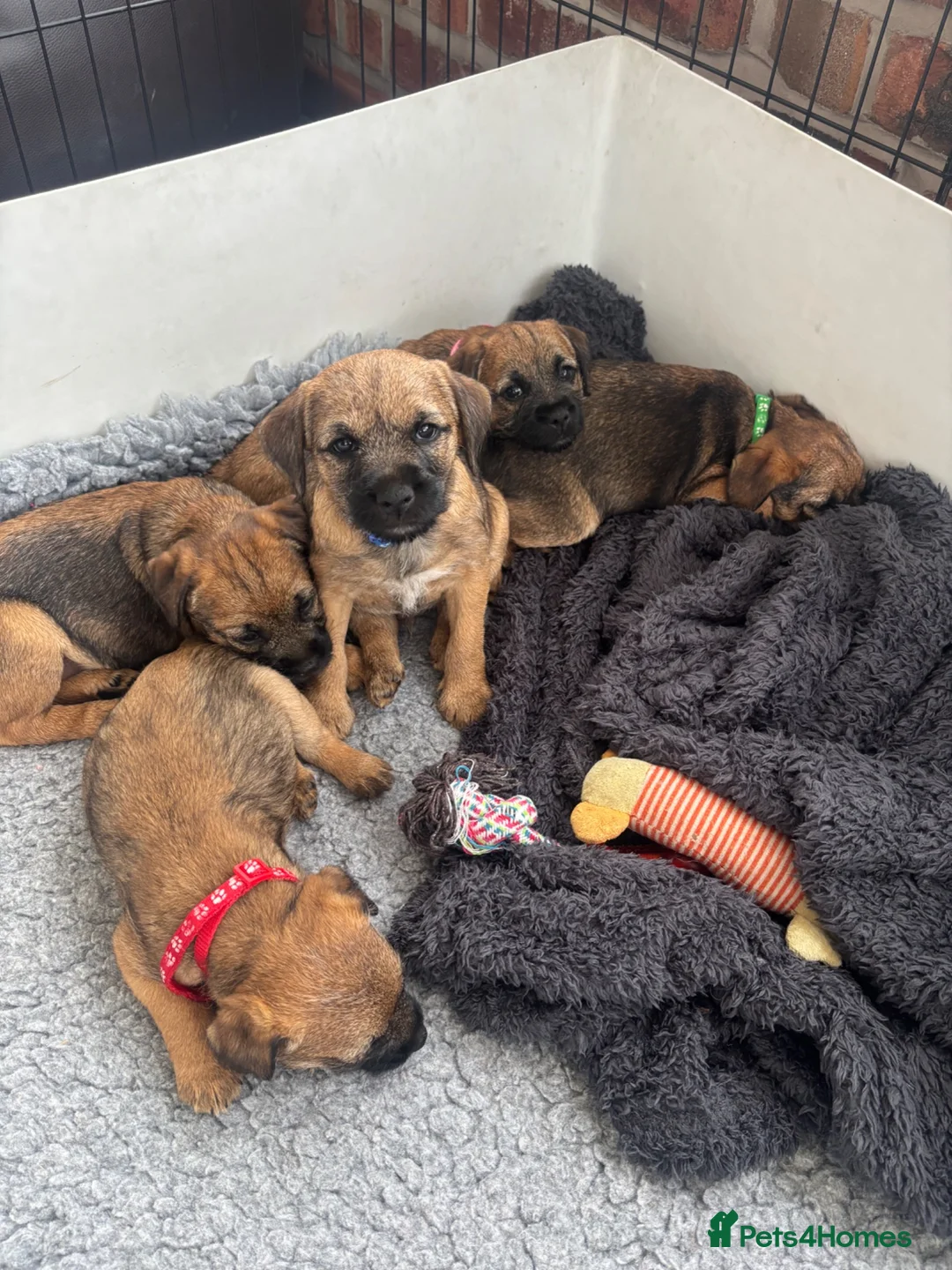 Border Terrier dogs for sale: KC Border Terrier Puppies - Advert 2