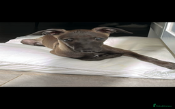 Italian Greyhound dogs for sale: ITALIAN GREYHOUND PUPPIES  - Image 10