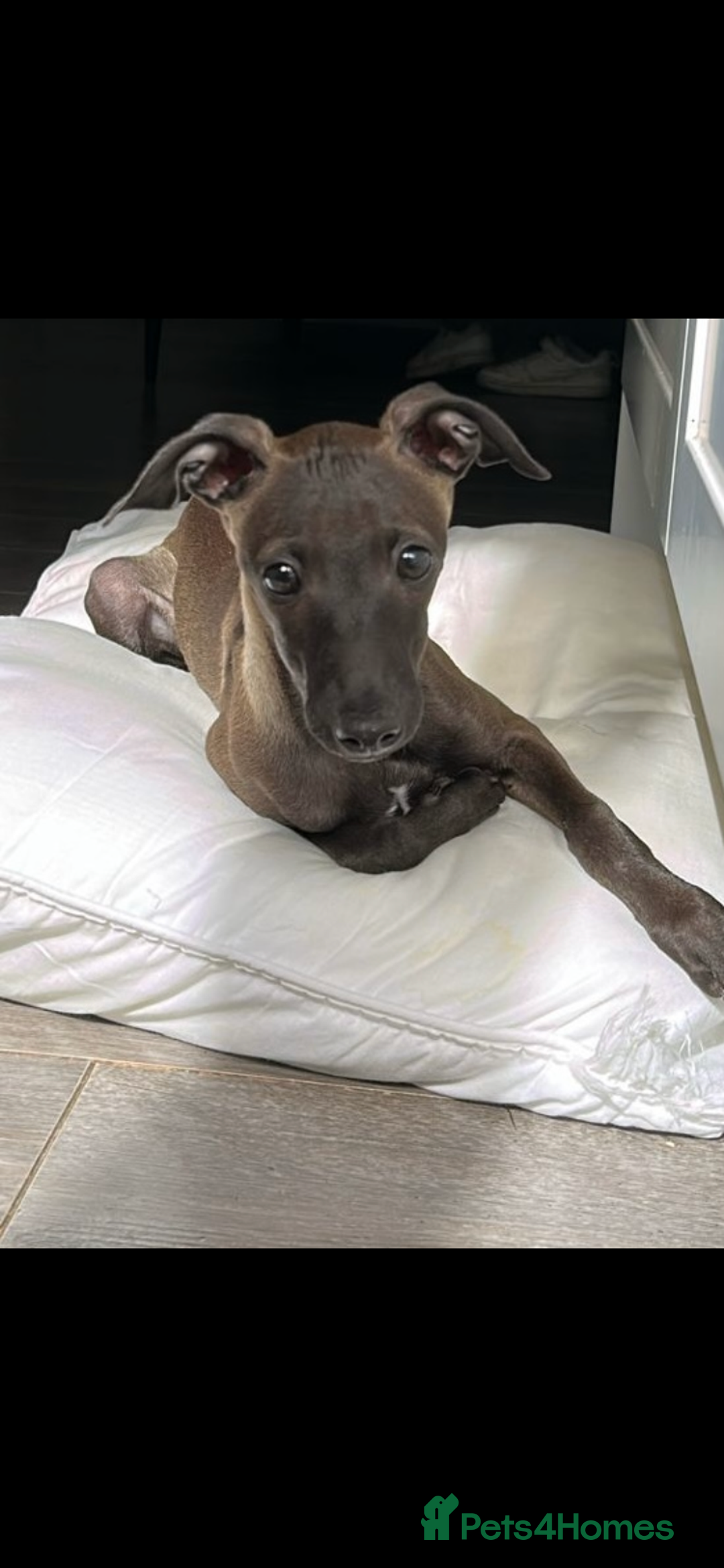 Italian Greyhound dogs for sale: ITALIAN GREYHOUND PUPPIES  - Image 10