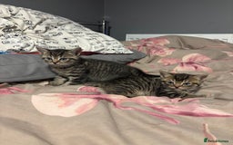 British Shorthair cats for sale: 3 tabby girls, 1 black boy - Image 7