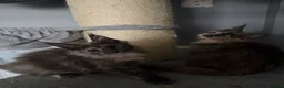 Maine Coon cats for sale: Maine Coon kittens and adults - Advert 10