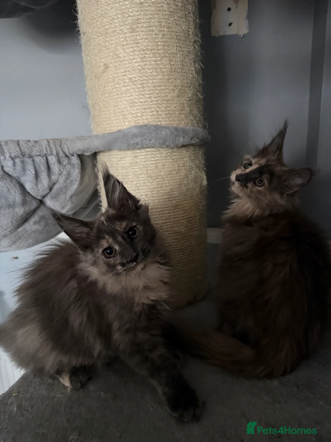 Maine Coon cats for sale: Maine Coon kittens and adults - Advert 10