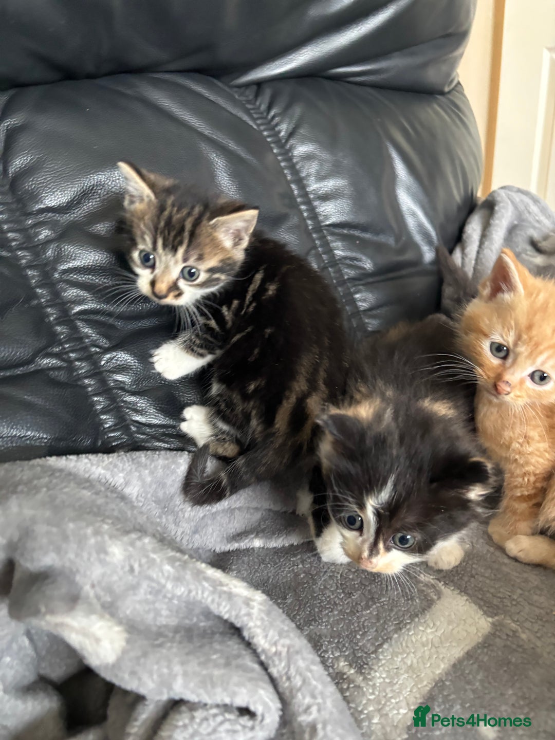 Mixed Breed cats for sale: sweet, cute kitten (Bsh X persian)  - Image 4