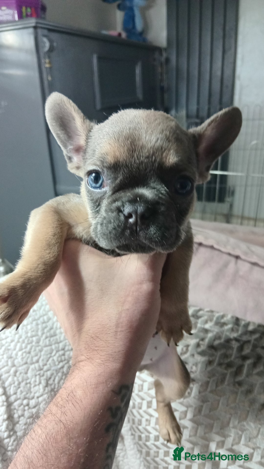 French Bulldog dogs for sale: French Bulldog pups - Advert 6
