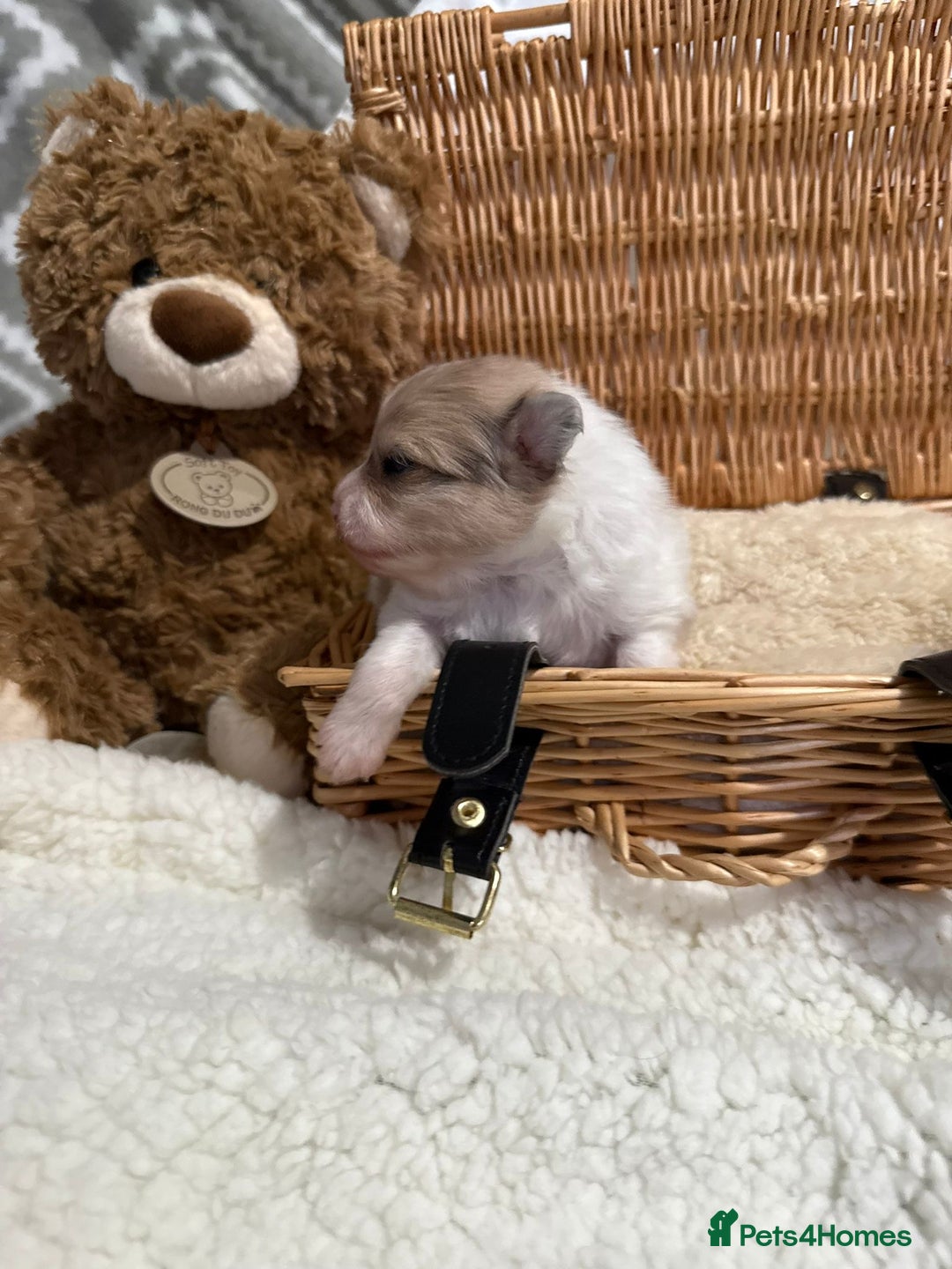 Pomeranian dogs for sale: Kc rainbow 🌈 Pomeranians  - Advert 6