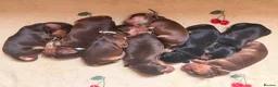 Cocker Spaniel dogs for sale: Outstanding KC registered Cocker Spaniel Puppies  - Advert 25