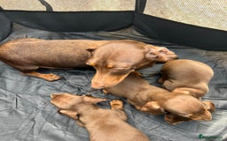 Dachshund dogs for sale: Dachshund puppies  - Image 8