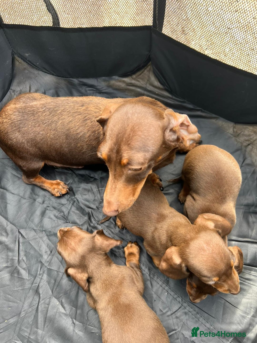 Dachshund dogs for sale: Dachshund puppies  - Image 8