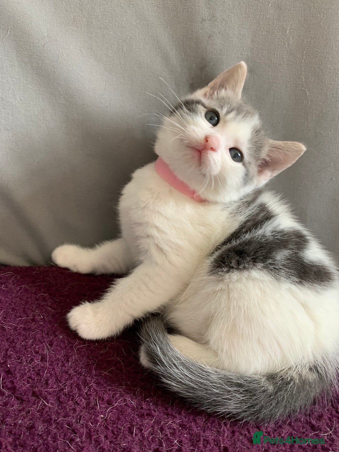 Mixed Breed cats for sale: Mixed breed Kittens  - Image 10