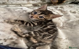 Bengal cats for sale: Silver and Brown Pedigree Bengal Kittens For Sale  - Image 2