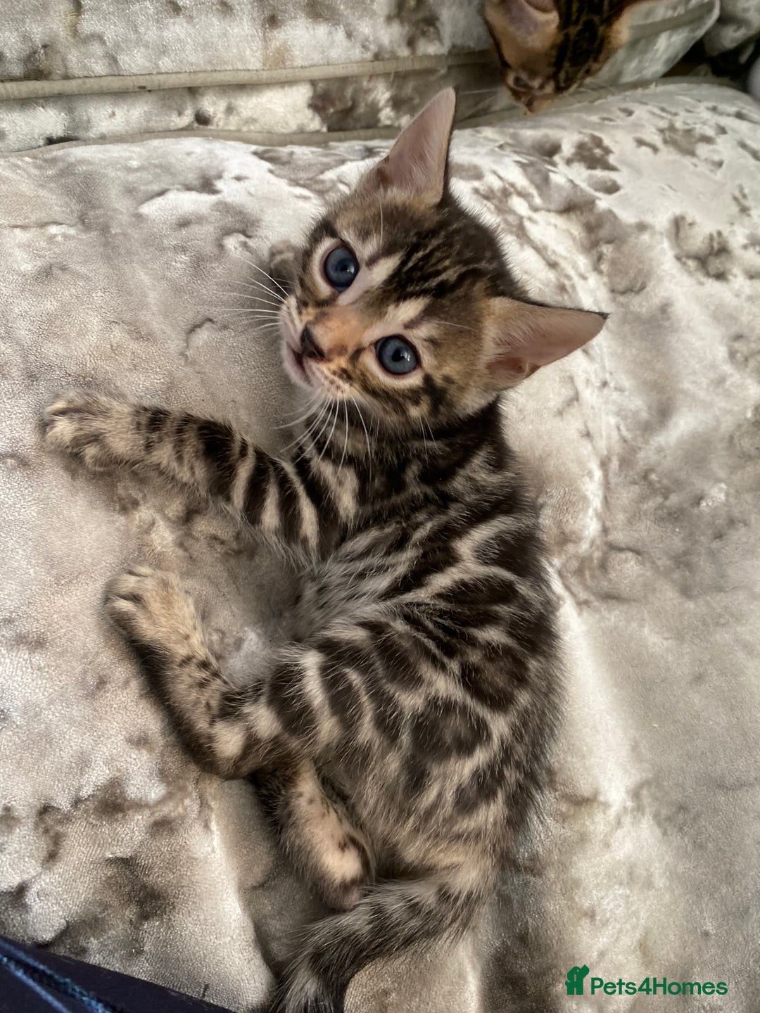 Bengal cats for sale: Silver and Brown Pedigree Bengal Kittens For Sale  - Image 2
