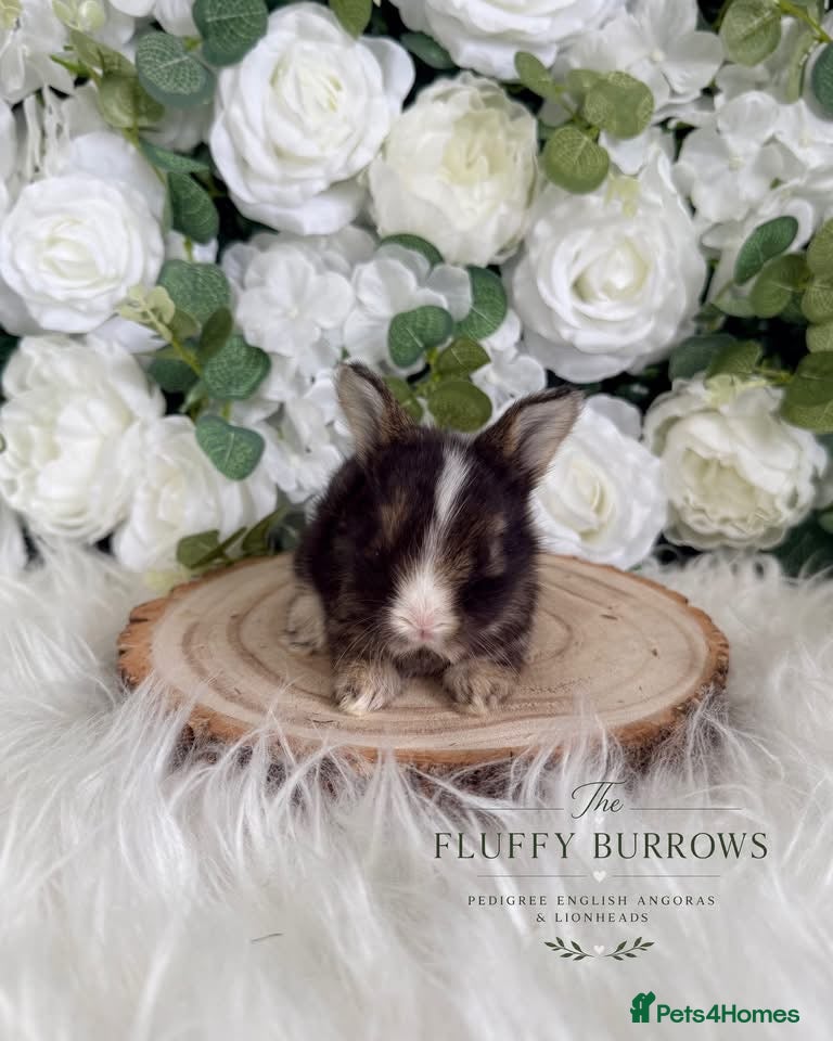 Angora rabbits Vaccinated Purebred English Angoras - Advert 1