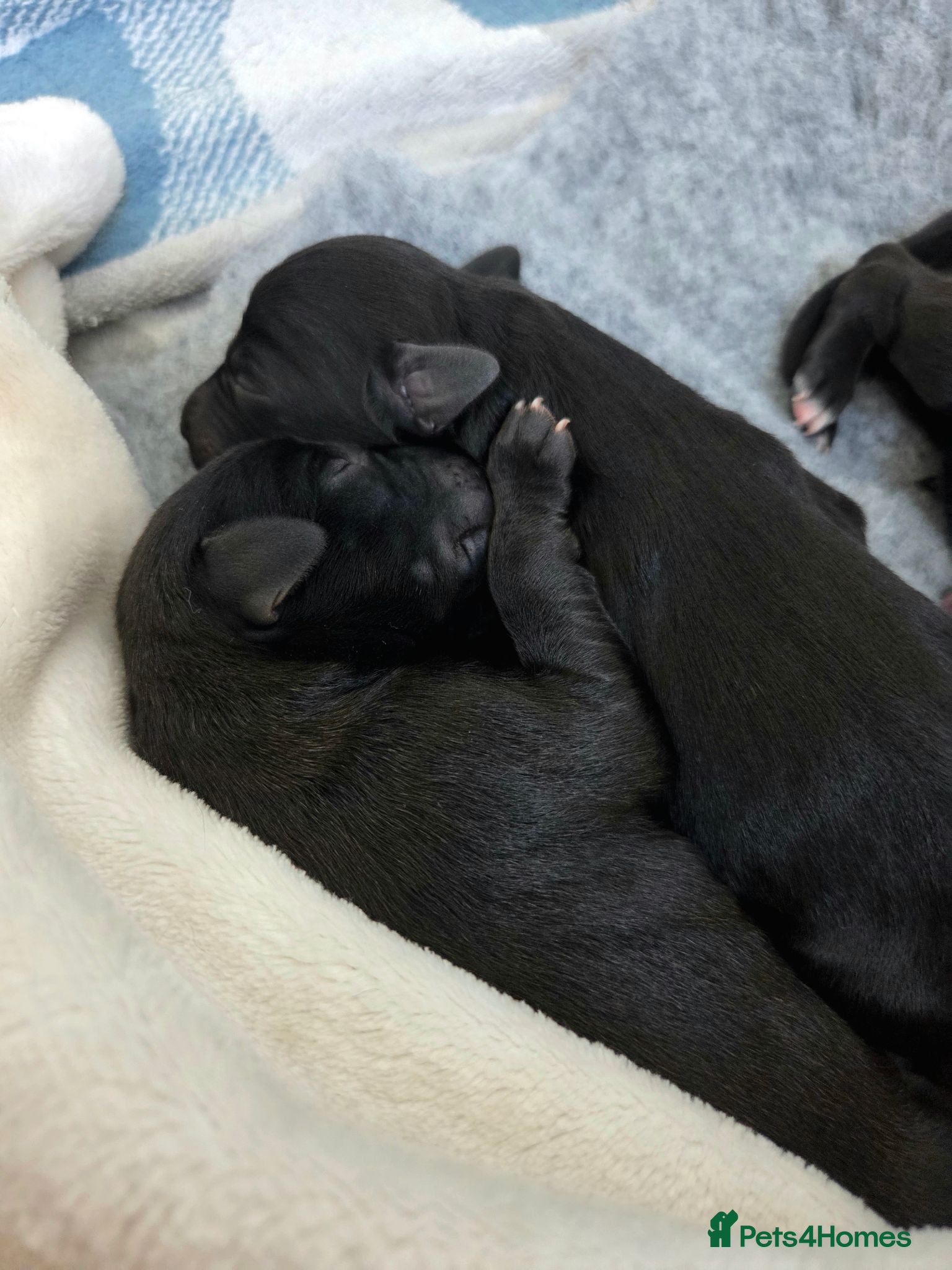 Mixed Breed dogs 🐾 Beautiful Labrador × Whippet Puppies! 🐾 - Advert 1
