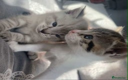 British Shorthair cats for sale: Kittens for sale  - Advert 3