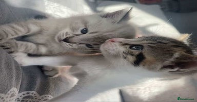 British Shorthair cats Kittens for sale  - Advert 7