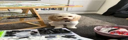 Cockapoo dogs for stud: Mrs Nicola weites in Hartlepool - Advert 4