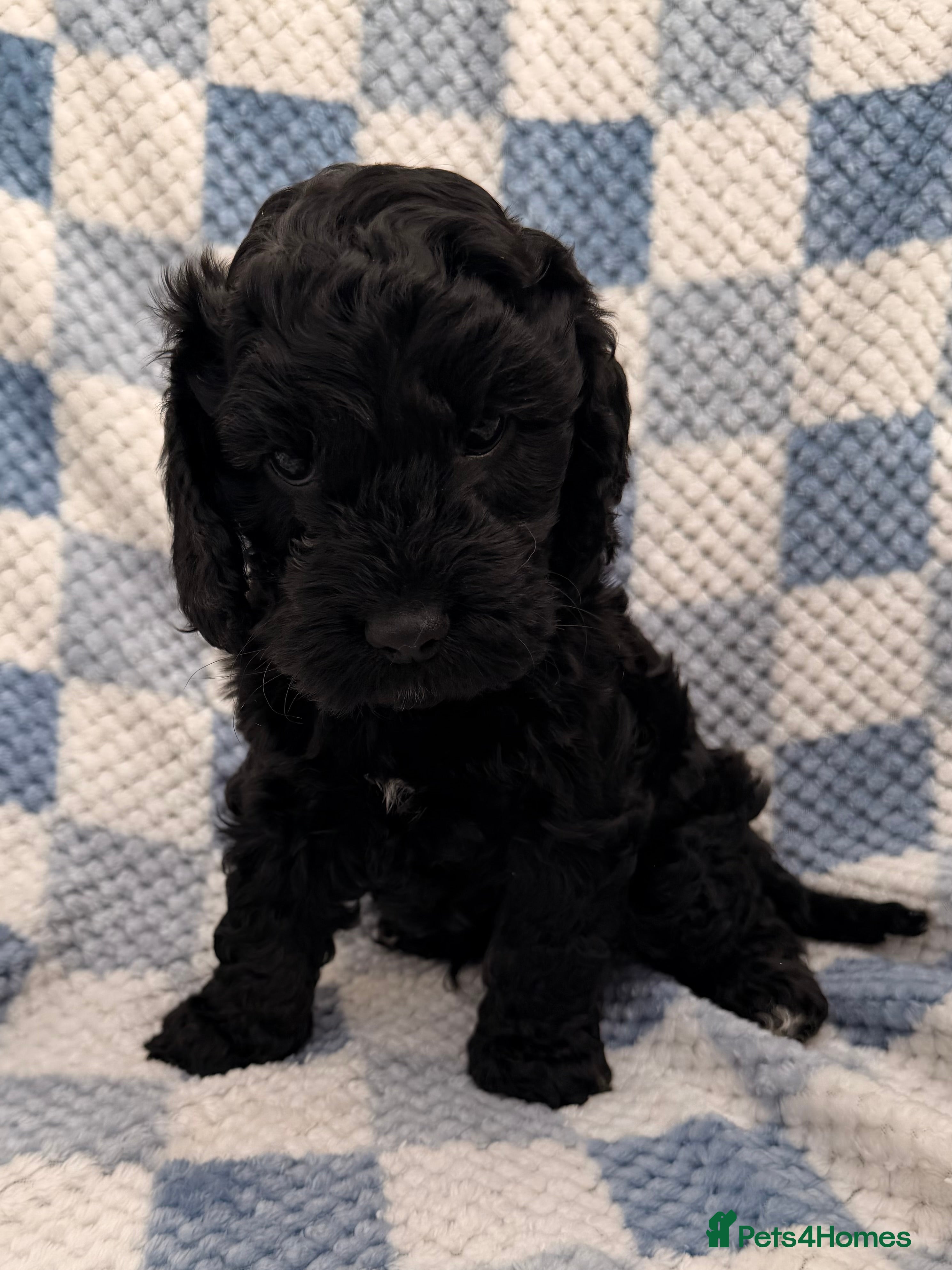 Cockapoo dogs F1 Cockapoo Puppies - Advert 2