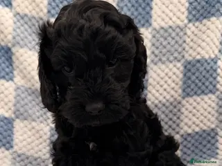 Cockapoo dogs F1 Cockapoo Puppies - Advert 2