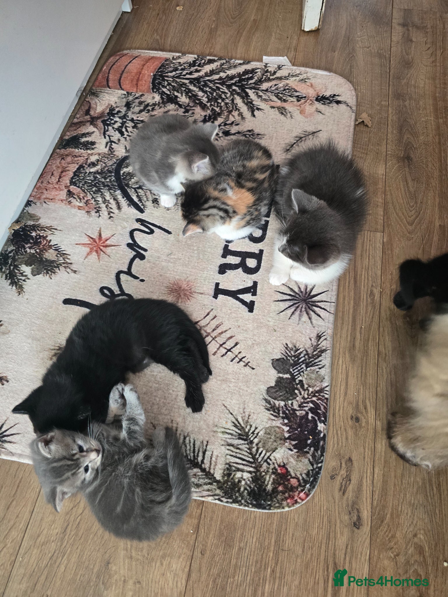 British Longhair cats beautiful little kittens - Advert 1