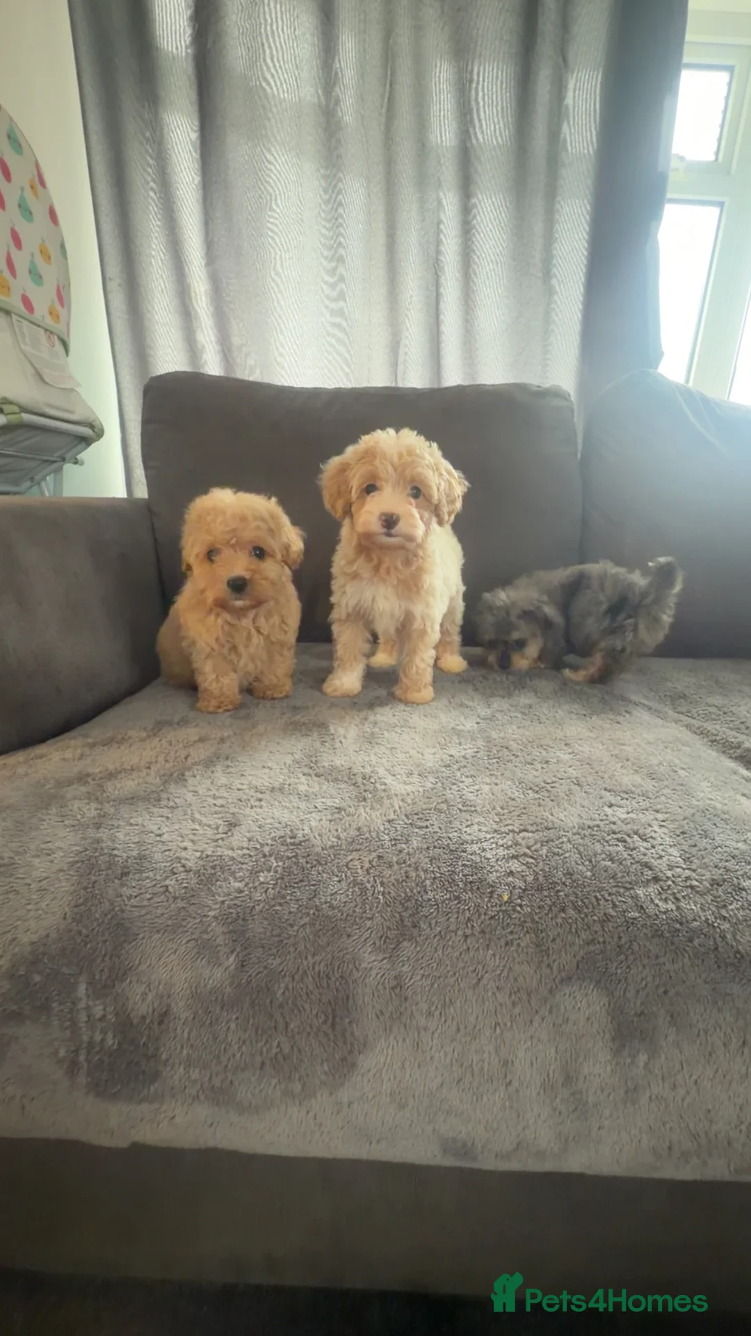 Maltipoo dogs for sale: 4 beautiful Maltipoo  - Advert 1