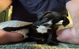 Mixed Breed dogs for sale: Skye  - Image 1