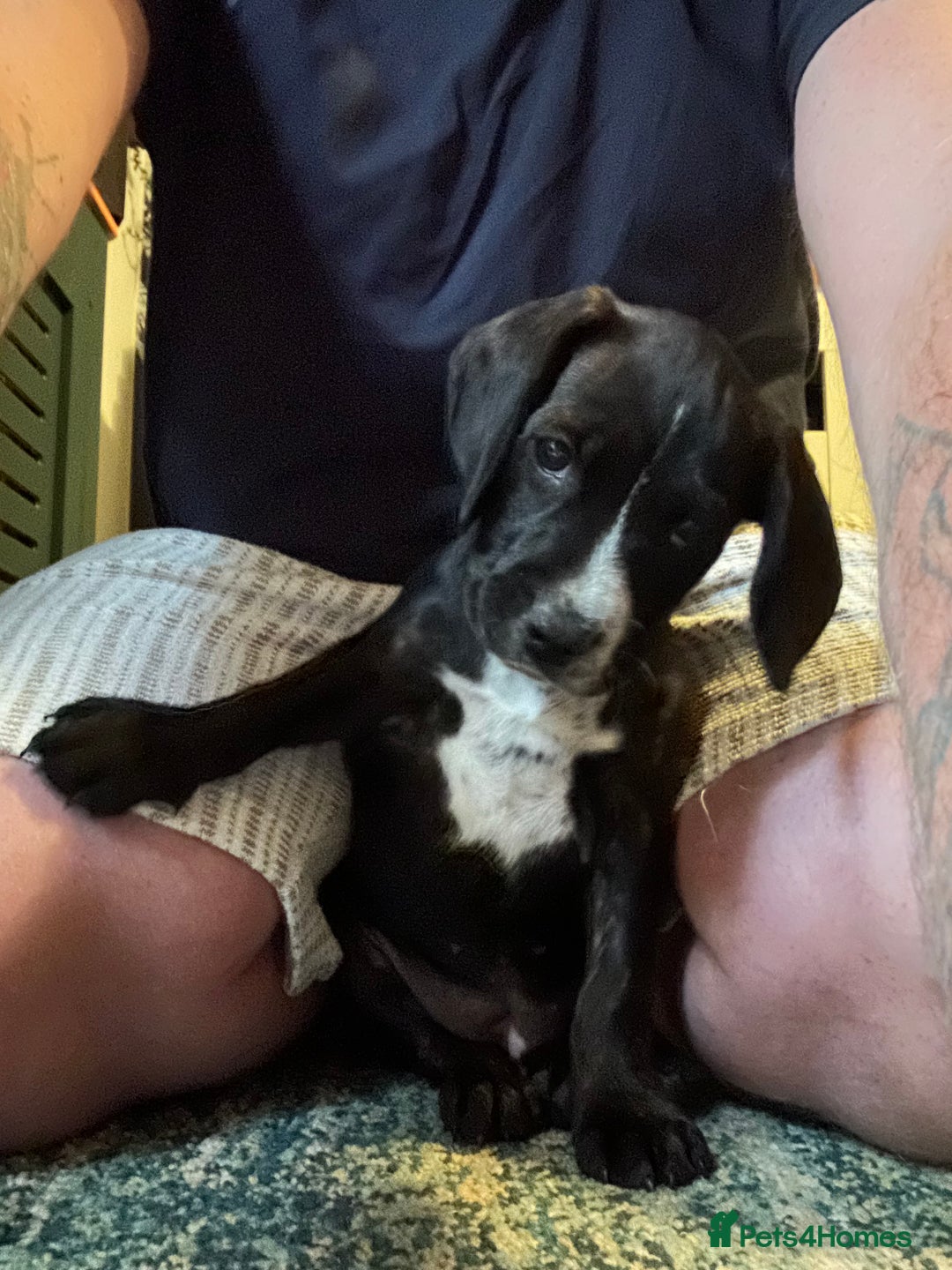 Mixed Breed dogs for sale: Skye  - Image 1