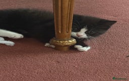 Mixed Breed cats for sale: Fluffy half Persian kitten - Image 3