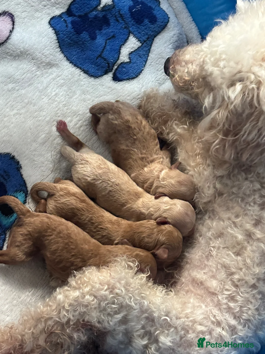 Toy Poodle dogs for sale: Toy poodle puppies 🐩 - Advert 2