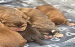 Cocker Spaniel dogs for sale: Show cocker spanials - Image 14