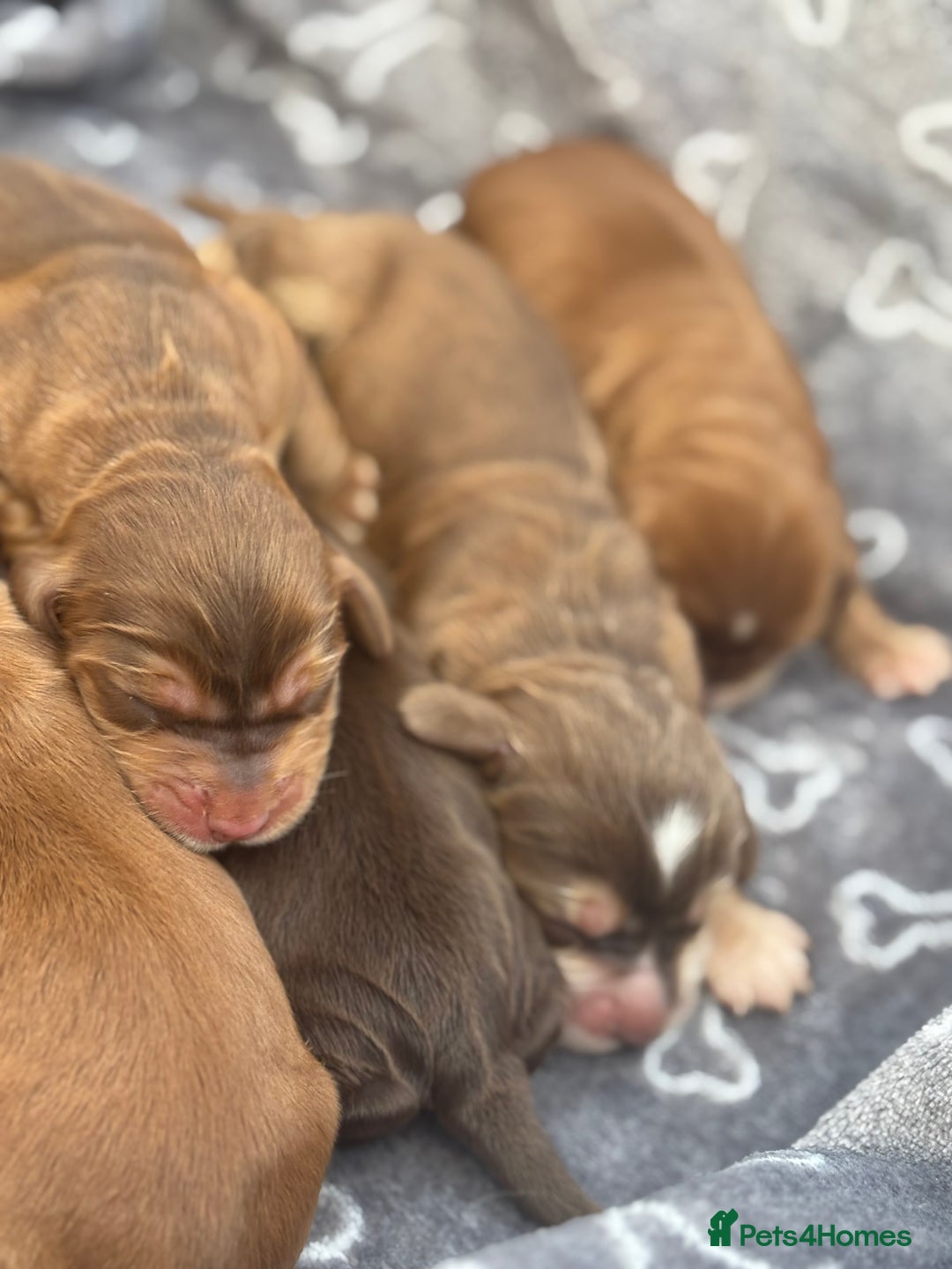 Cocker Spaniel dogs for sale: Show cocker spanials - Image 14
