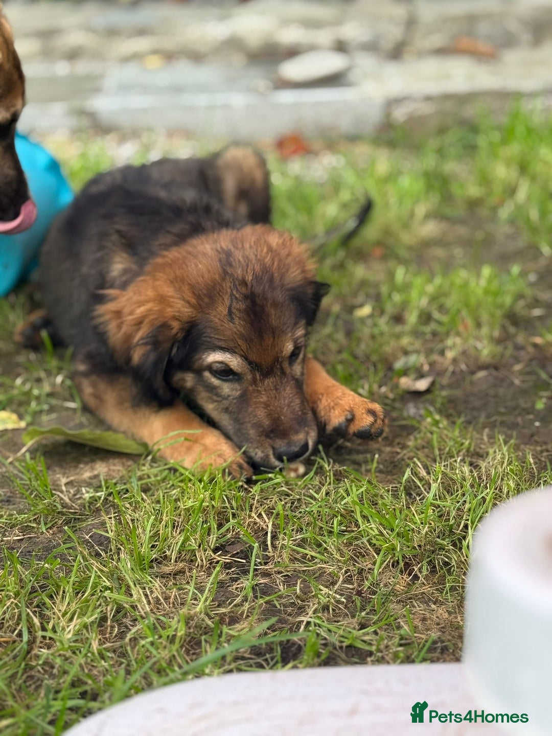 Mixed Breed dogs for adoption: RITA – a Superb young Girl for a Loving Home - Advert 16