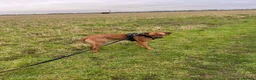 Rhodesian Ridgeback dogs for sale: Brodi - Advert 4