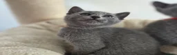 Russian Blue cats for sale: 💙  Russian Blue Kittens – Champion Line, TICA - Advert 19