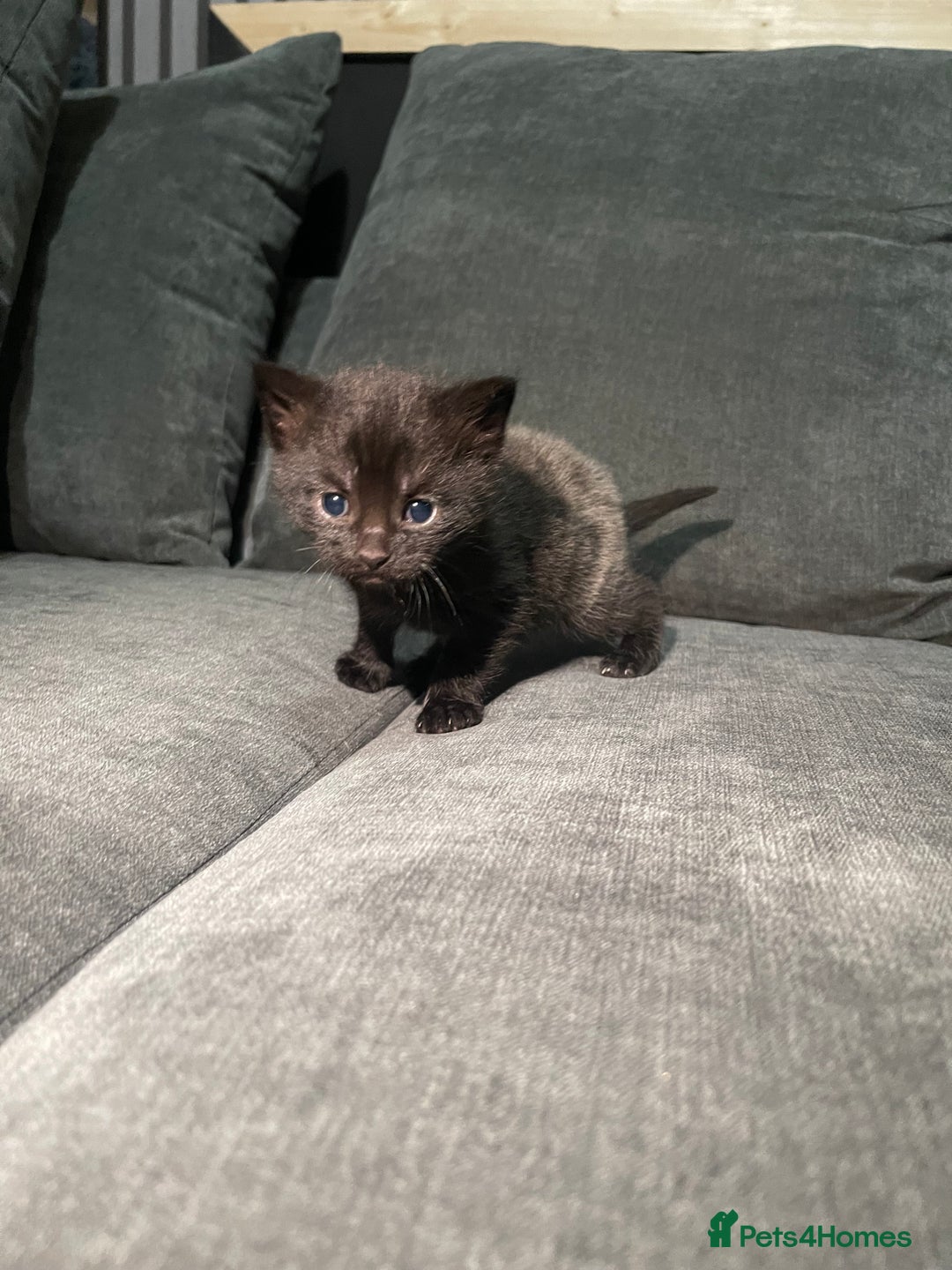 Mixed Breed cats for sale: Mixed British short haired kittens  - Advert 4