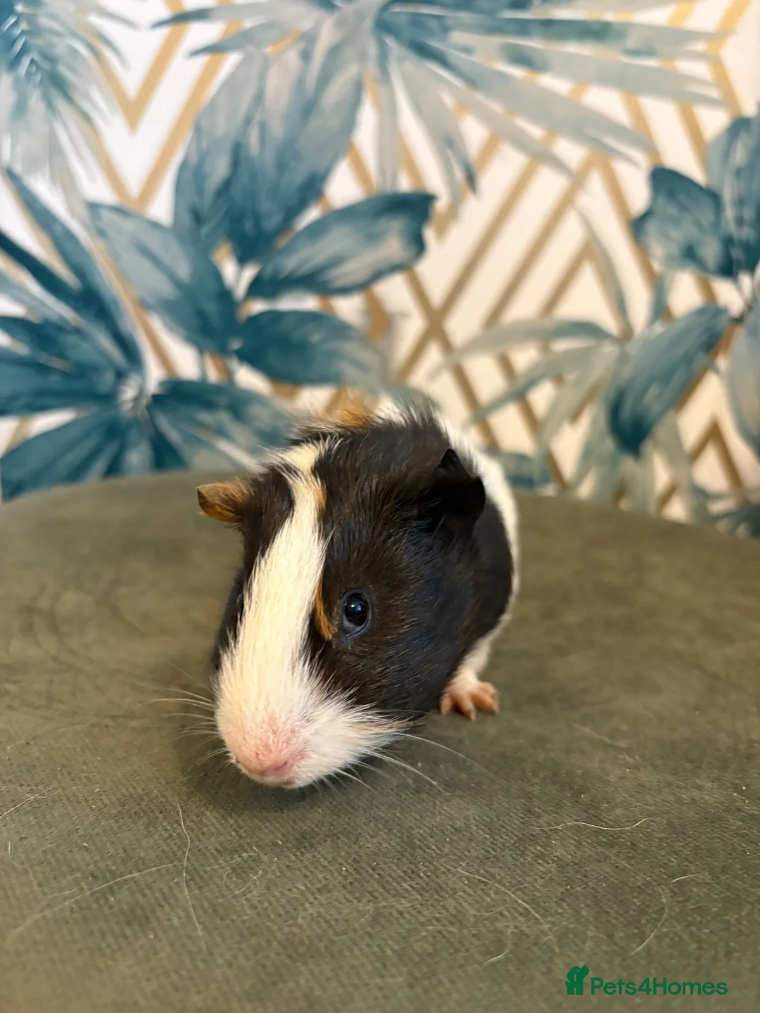 Guinea Pig rodents for sale: Baby boys guinea pigs  - Advert 6