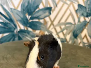Guinea Pig rodents Baby boy guinea pig - Advert 21