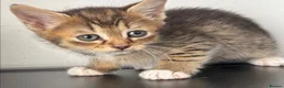 Mixed Breed cats for sale: Kittens  in Wolverhampton - Advert 3