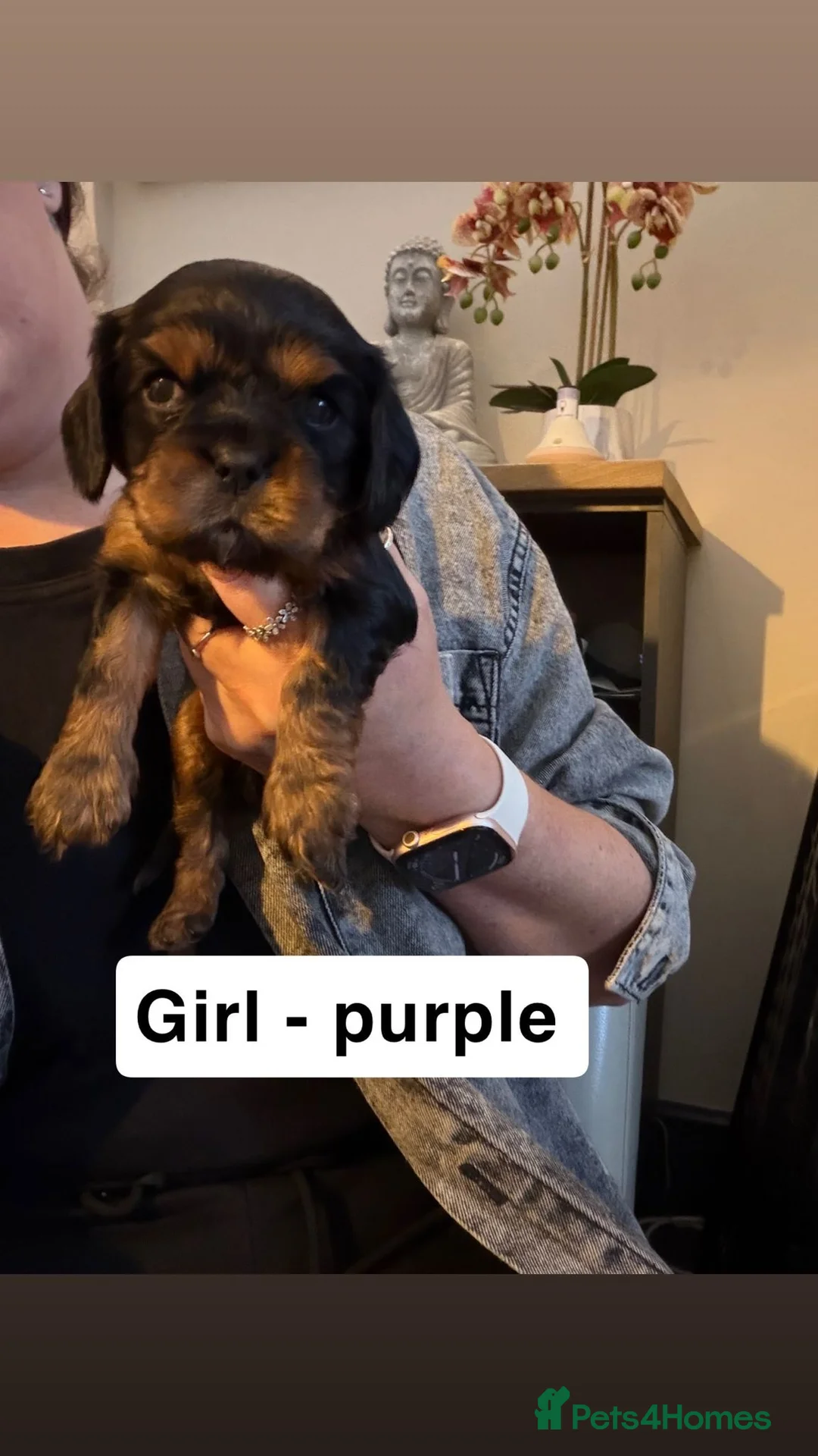 Cavalier King Charles Spaniel dogs for sale: 8 Cavalier King Charles puppies - Advert 16