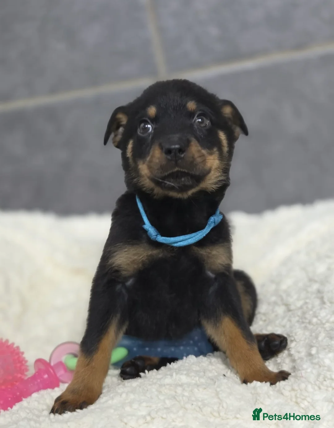 Rottweiler dogs for sale: Stunning Rottweiler pups - Advert 16