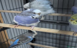 Budgerigars birds for sale: Budgies for Sale Many colours Cages Available  - Image 26