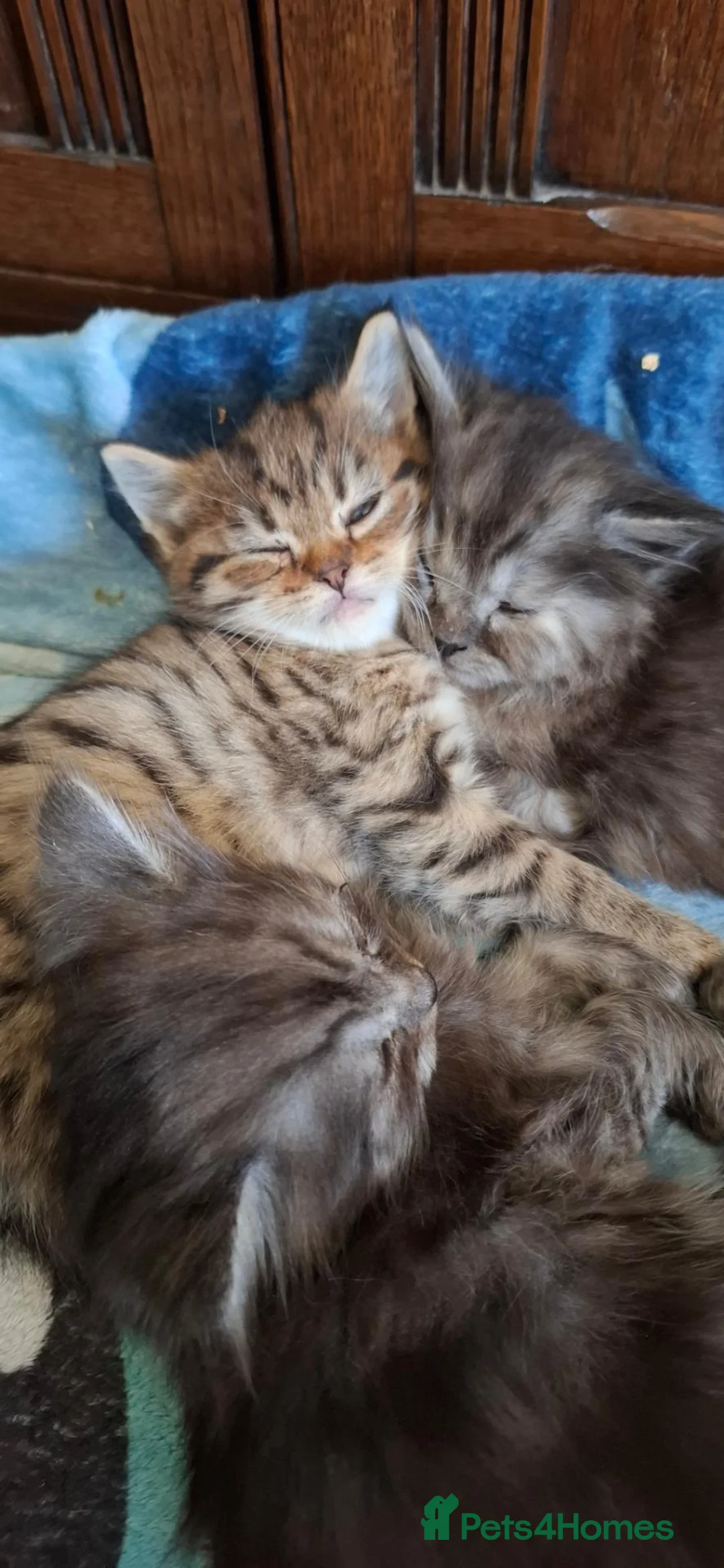 Mixed Breed cats for sale: Adorable Kittens! in Salisbury - Advert 2