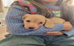 Miniature Dachshund dogs for sale: Beautiful cream KC long haired mini dachshunds - Image 18