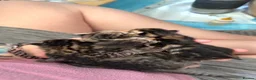 Bengal cats for sale: Bengal X maine coon in Hove - Advert 2
