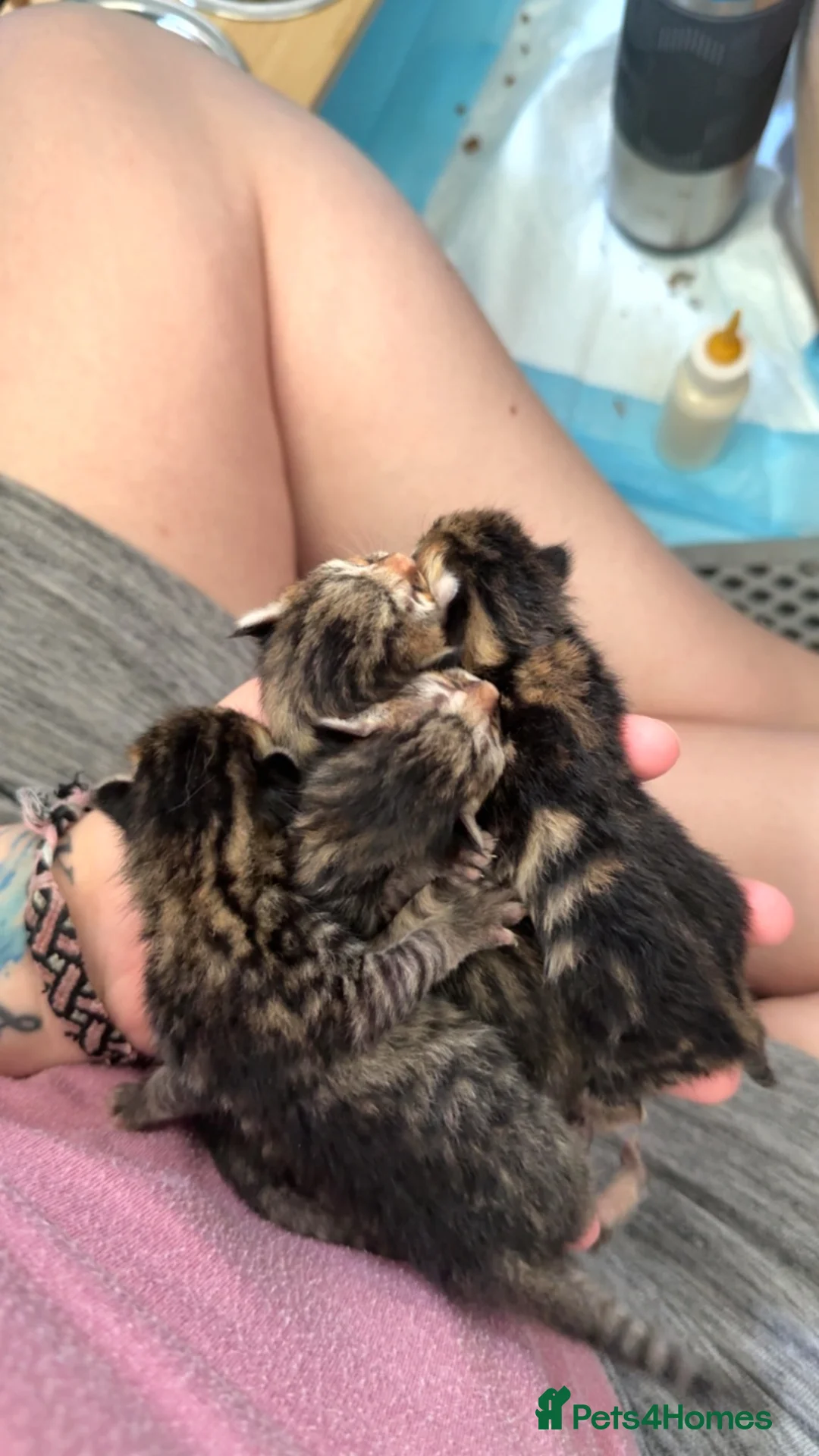 Bengal cats for sale: Bengal X maine coon in Hove - Advert 2
