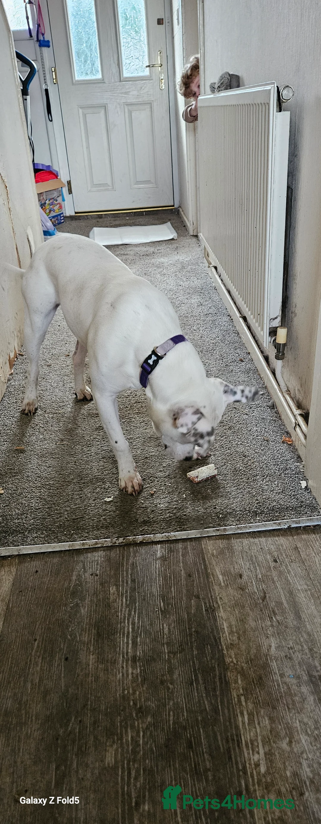 Mixed Breed dogs for sale: Angel - Advert 4