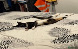 Domestic Shorthair cats for sale: 1 year old housecat - Image 3