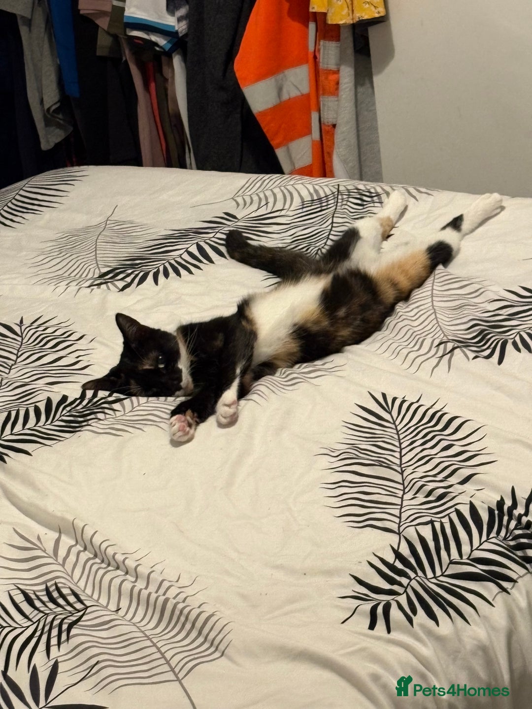 Domestic Shorthair cats for sale: 1 year old housecat - Image 3