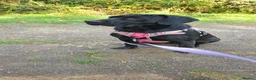 Mixed Breed dogs for sale: Midnight - Female in Stockton-on-Tees - Advert 6